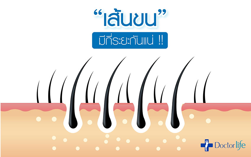 เส้นขนมีกี่ระยะกันแน่ ?