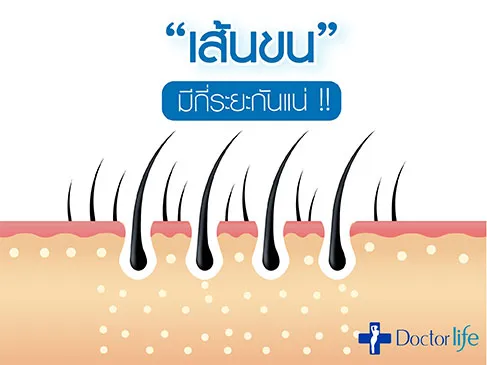เส้นขนมีกี่ระยะกันแน่ ?